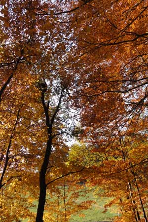 Herbst_2011_03