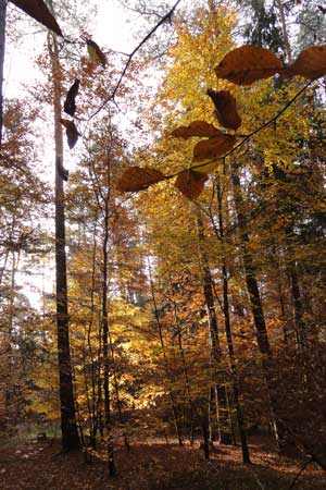 Herbst_2011_06