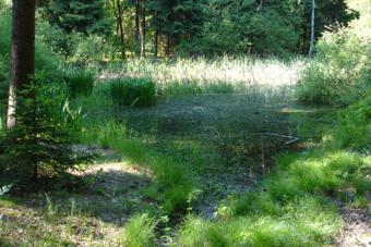 Schwanensee_01