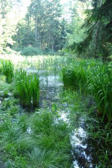 Schwanensee_02
