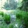Schwanensee Schwanensee
