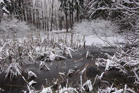 Schwanensee_09 Schwanensee_09